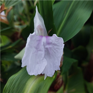 Roscoea Purpurea Hwjk2400